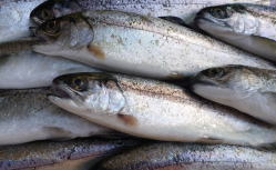 �������̖�