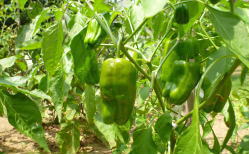 ���Ɛ����