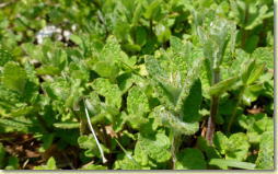 ���Ɛ��n�[�u