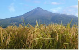 ��ẪR�V�q�J��